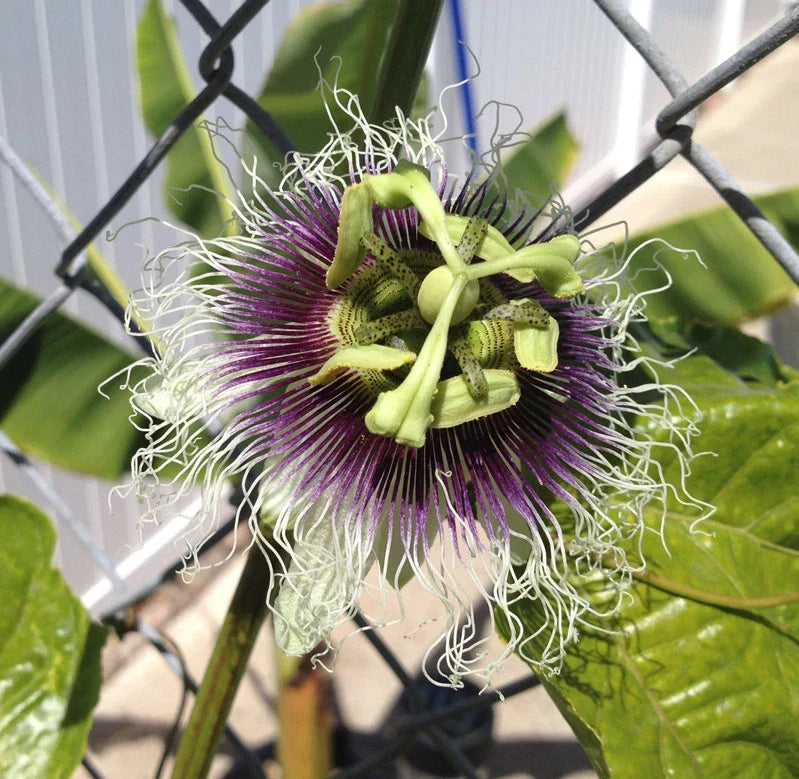 Purple Passion Fruit Plant - Edible Tropical Fruit - Passiflora edulis 'Frederick' - Garden Starter, Vivid Foliage, Sweet Passion Fruits
