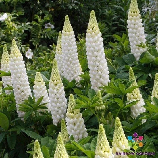 White Lupine Seeds, Lupinus polyphyllus, Garden Planting, Perennial, Bulk Pack, Attracts Pollinators, USA Grown