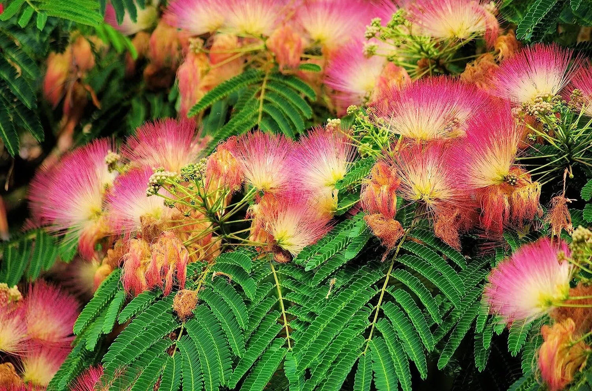 Mimosa Silk Tree Seeds, 50 Count, Fast Growing, Hardy, Pink Flowers, Fragrant Foliage, Albizia julibrissin