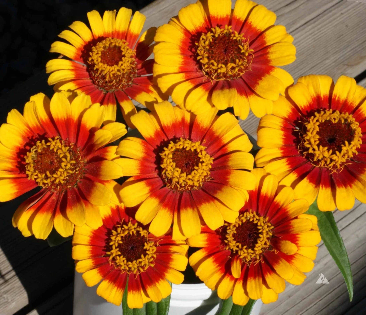 Zinnia Seeds Pack - 100+ Sombrero Variety - Colorful Garden Plants - Zinnia elegans for Vibrant Summer Blooms