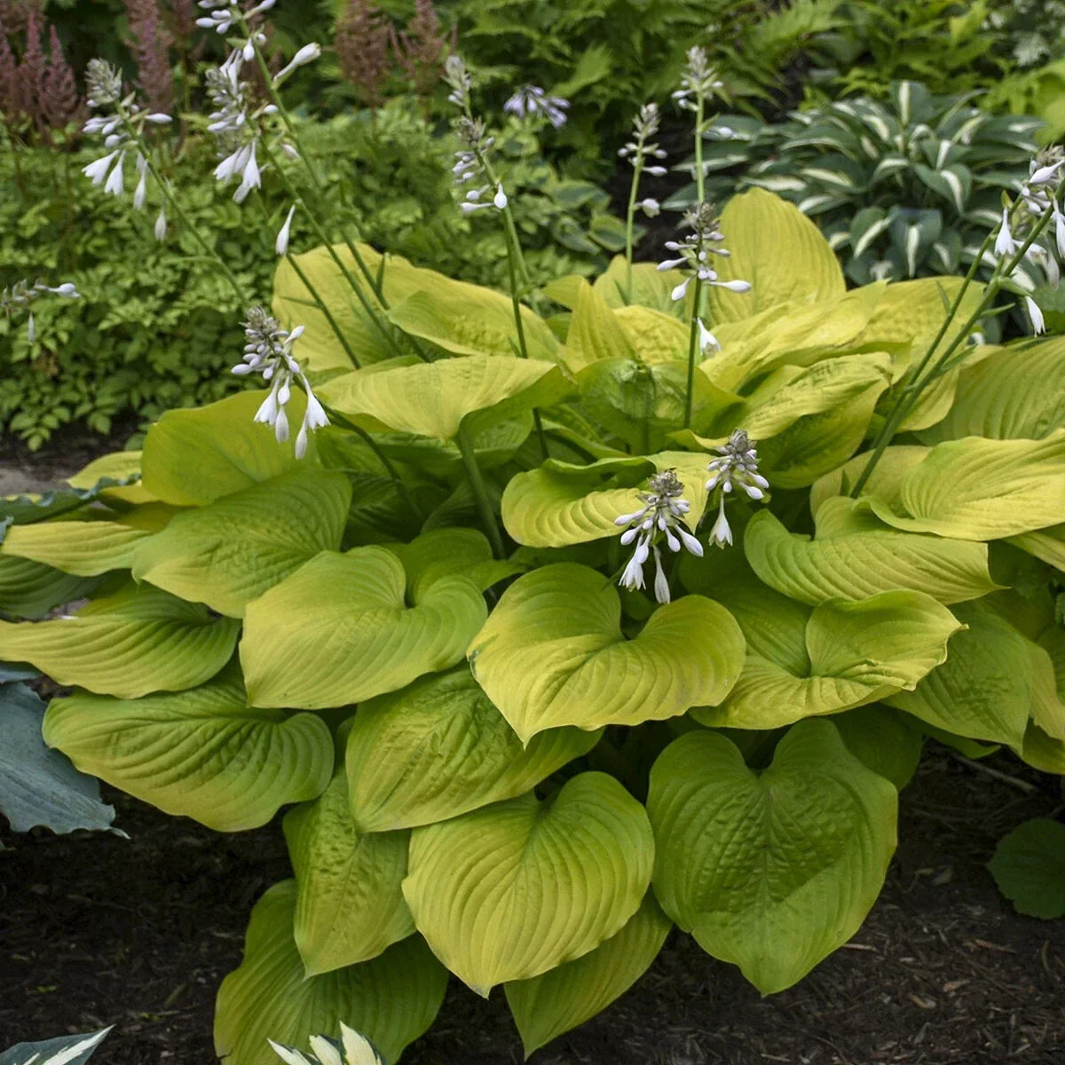 Hosta Plant Age of Gold 5.25-Inch Pot Perennial Shade Garden Plant, Hosta 'Age of Gold'