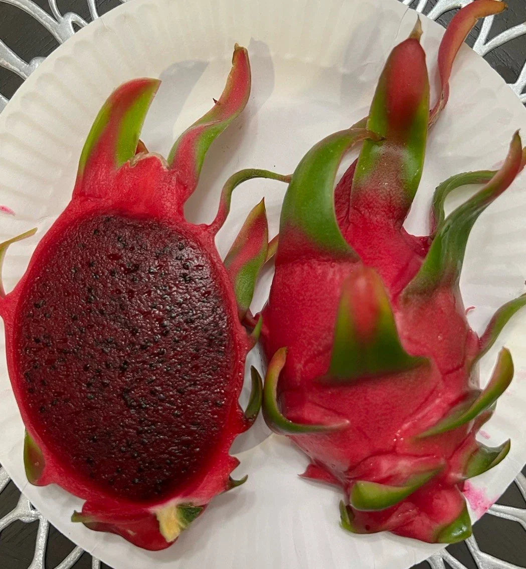 Dragon Fruit Cuttings 8-12 Inches No Thorns Sin Espinas Hylocereus undatus Fruit Plant