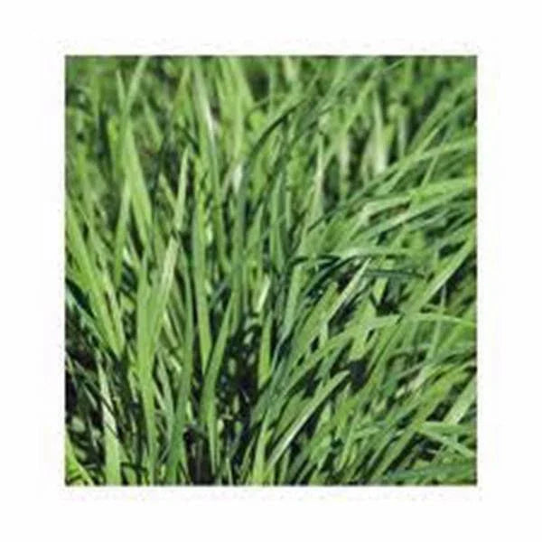 Chive Seeds Pack - 100 Heirloom Allium schoenoprasum Herb Seeds for Culinary Use, Easy to Grow Indoor & Outdoor Garden