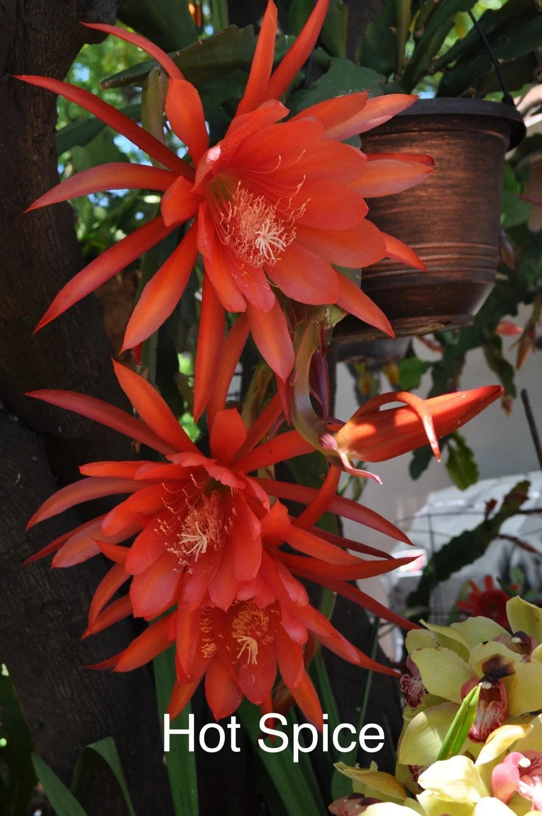 Epiphyllum Orchid Cactus Cuttings - 4 Rooted "Hot Spice" Epiphyllum spp. with New Growth - Indoor Outdoor Flowering Succulents