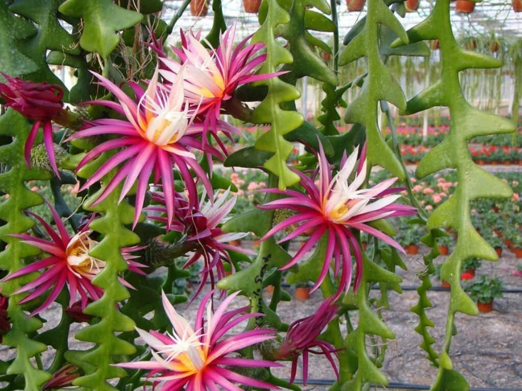 Ric-Rac Cactus 3-Inch Starter Pot, Selenicereus anthonyanus, Zig-Zag Stem Indoor Plant, Unique Succulent for Home Decor