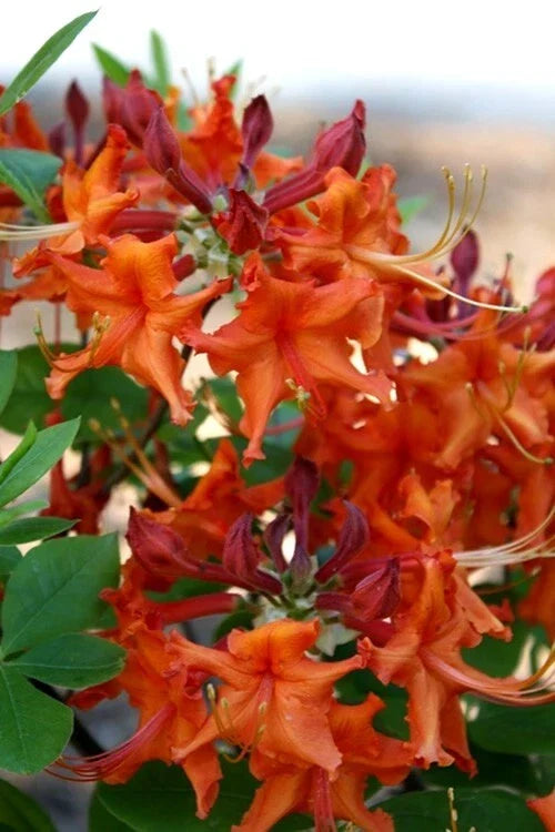 Red Pepper Aromi Azalea Starter Plant - Deciduous Rhododendron with Vibrant Red Blooms