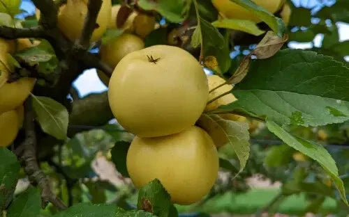 25+ Nuvar Golden Hills Apple Seeds - Malus domestica, Non-GMO, High Germination, Home Garden, Orchard, Fruit Tree, USA Grown
