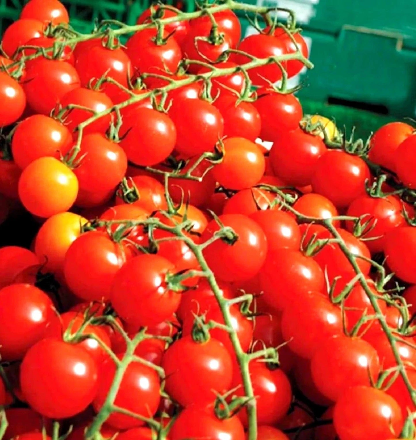 Cherry Tomato Seeds - 100+ Super Sweet Large Heirloom Organic Non-GMO Solanum lycopersicum Seed Packet
