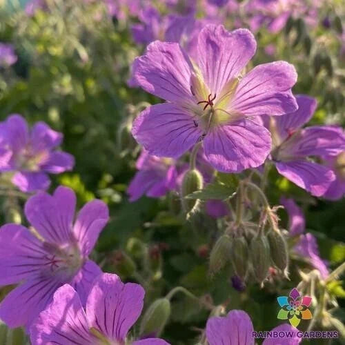 25+ Sirak Geranium Seeds - Pelargonium x hortorum for Garden & Container Planting, Vibrant Blooms, Easy to Grow, USA Grown