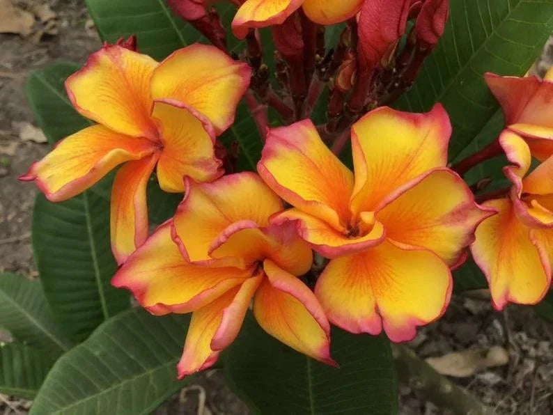 Bright Yellow Plumeria Seeds – 5 Perennial Flower Seeds – Plumeria rubra – Tropical Garden, Potted Plant, Fragrant Blooms