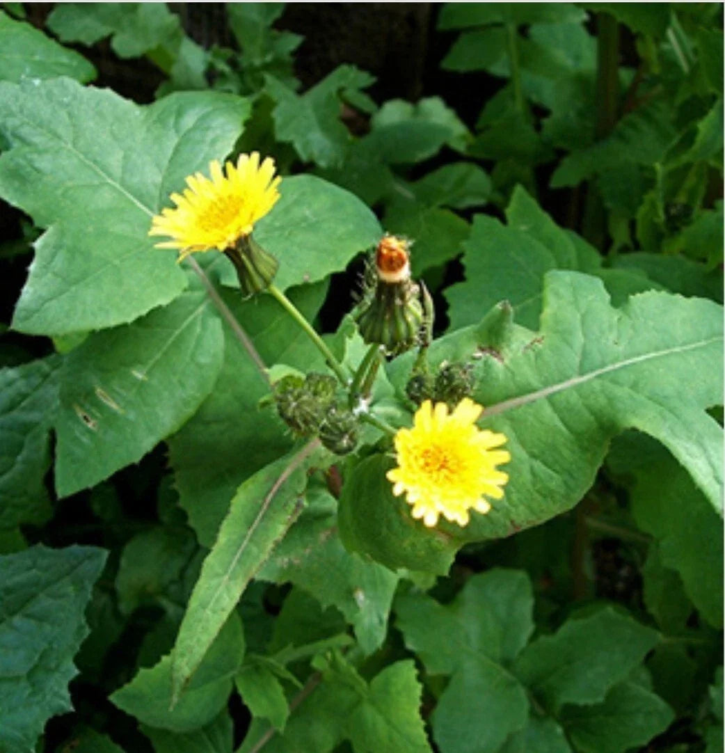 Smooth Sowthistle Seeds - 30 Organic Non-GMO Medicinal Herb Seeds Sonchus oleraceus for Herbal Remedies
