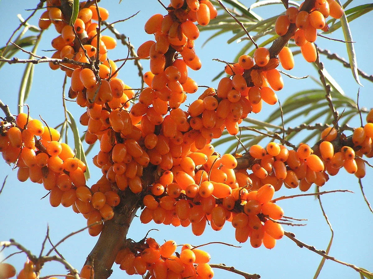 Sea Buckthorn Seeds - 25-500 Count - Hippophae rhamnoides - Nutrient-Rich Seaberry Shrub with High Vitamin C