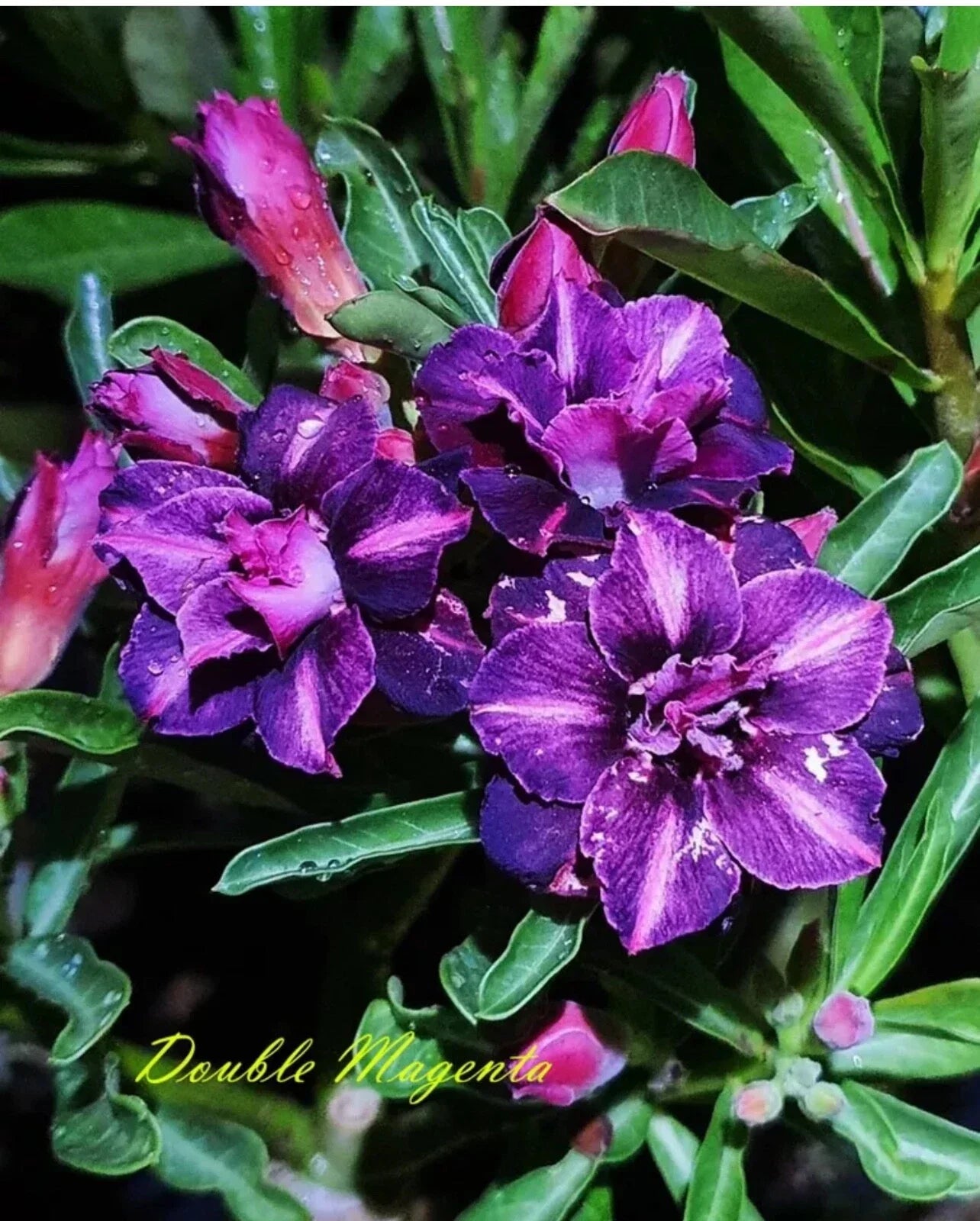 Double Magenta Desert Rose Plant - Small Rooted Seedling 4-6 Inches - Adenium Obesum - Drought-Tolerant, Indoor & Garden Ready