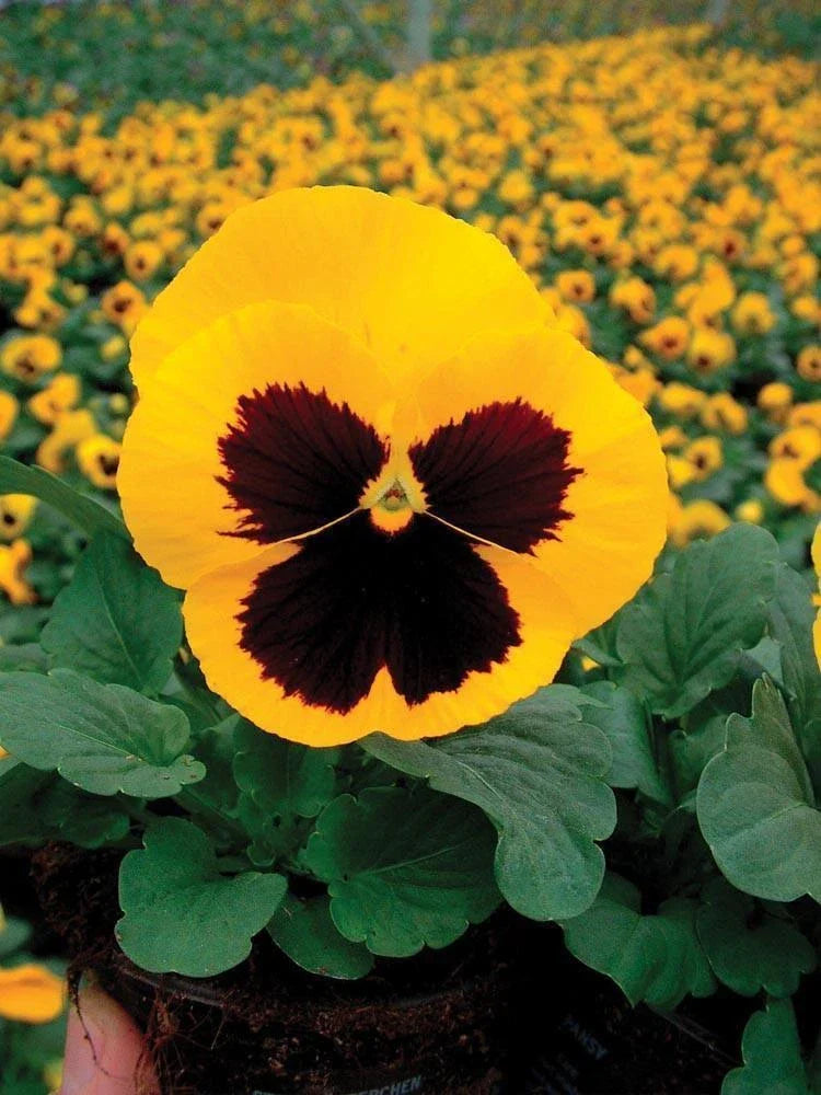 Pansy Seeds 50 Count Delta Premium Gold With Blotch Viola tricolor var. hortensis Garden Flower for Borders & Containers