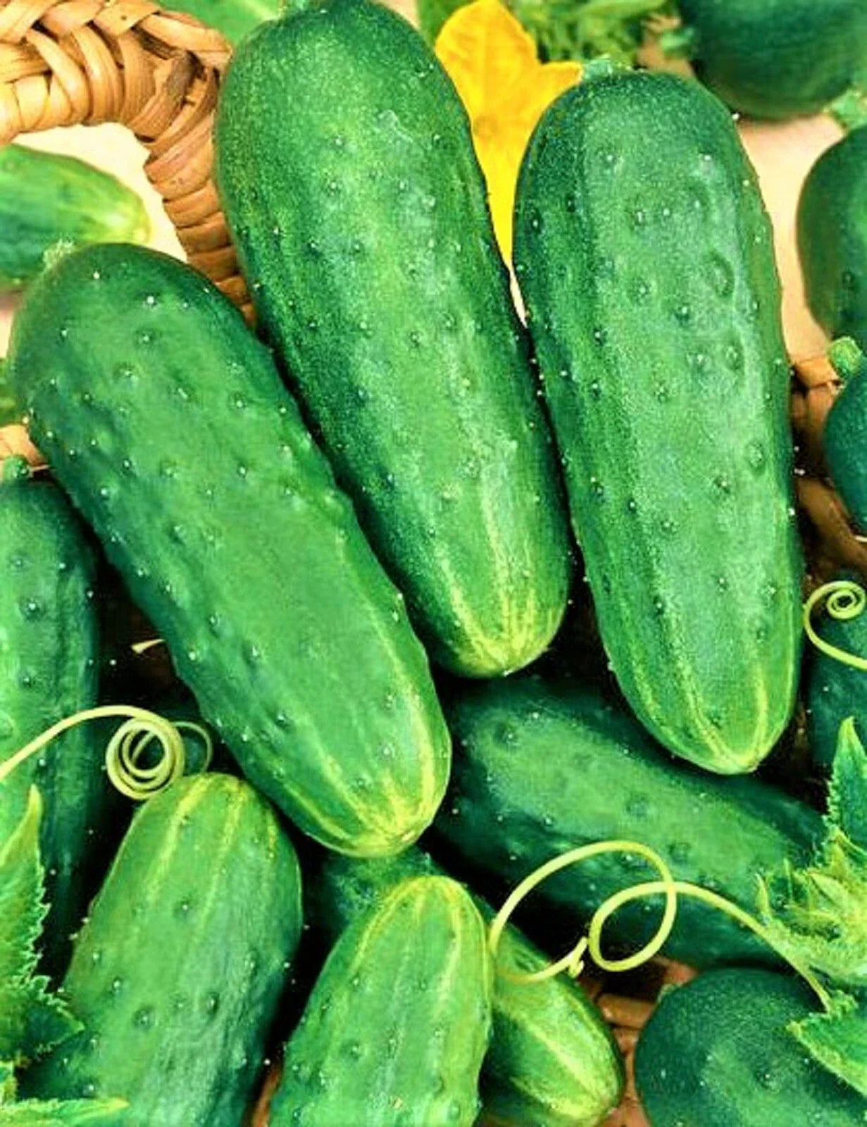 Cucumber Seeds 50 Non-GMO Cucumis sativus for Pickling & Fresh Eating Organic Gardening Seeds