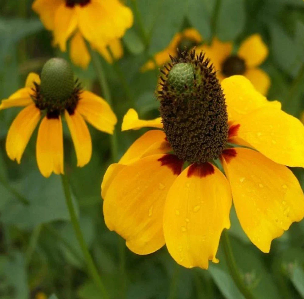 10,000 Non-GMO Rudbeckia laciniata Seeds | Clasping Leaf Coneflower Yellow Flowers for Gardens & Pollinator Attracting