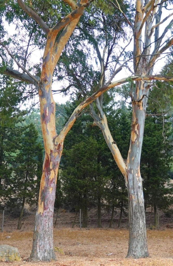 Eucalyptus Seeds - River Red Gum - Longbeak Eucalyptus - Eucalyptus camaldulensis - Drought-Tolerant, Fragrant Foliage, Landscape Plant