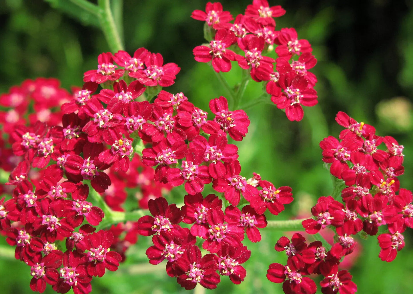 Yarrow Seeds - 700 Red Perennial for Drying, Achillea millefolium 'Red' - Vibrant Flowering, Pollinator Attractant, Drought-Resistant