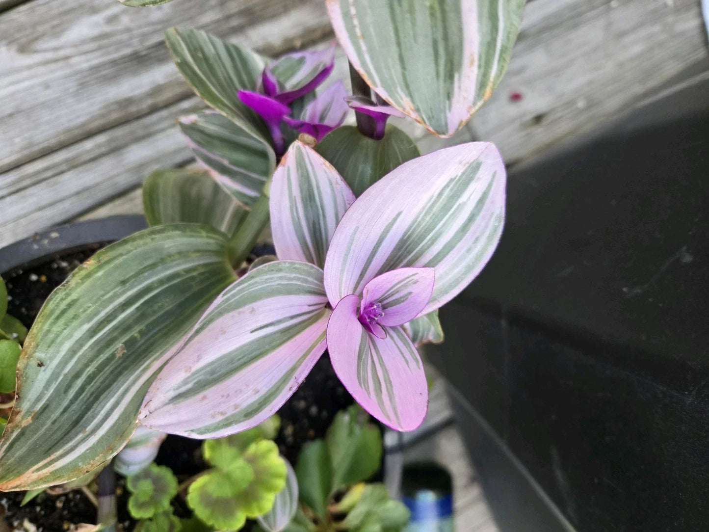 Tradescantia Nanouk Cuttings - 3 Large Rare Pink Wandering Jew Plant Clippings - Indoor Gardening, Vibrant Pink and Green Stripes