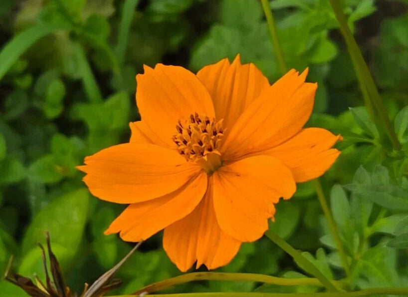 Cosmos Seeds Pack of 25 | Yellow & Orange Cosmos sulphureus Butterfly Attracting Garden Flower