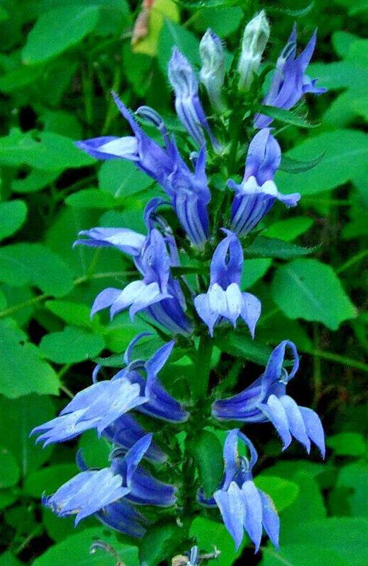 Giant Blue Lobelia Seeds - 243 Count, Hardy Perennial, Lobelia siphilitica, Easy to Grow, Attracts Pollinators