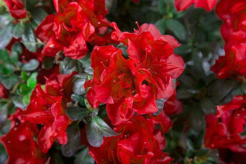 Azalea Starter Plant, Well Rooted, Deep Red Blooms, Encore Autumn Fire, Rhododendron ‘Autumn Fire’ Deciduous Shrub