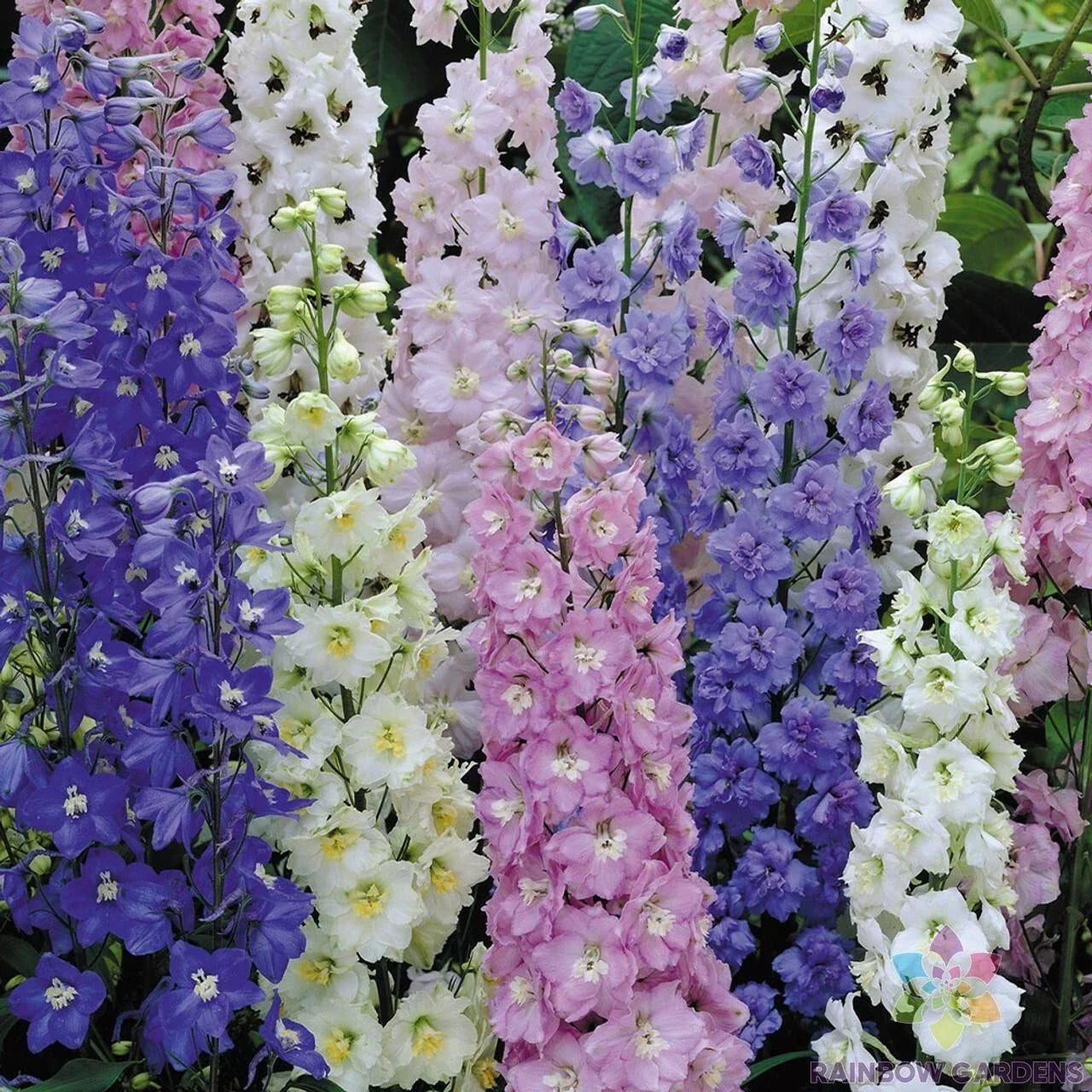 Butterfly Mix Delphinium Seeds - 200+ Pack for Pollinator Gardens - Delphinium spp. - Attract Butterflies & Bees