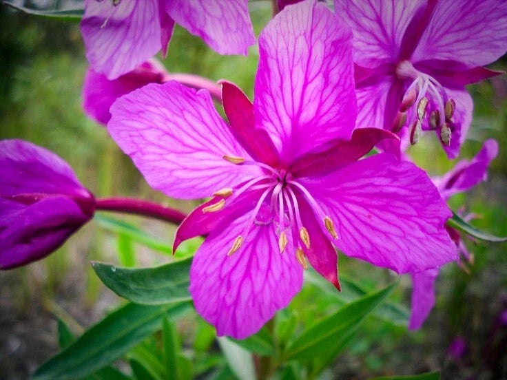 Fireweed Rhizome - Perennial Plant for Gardens, Edible Landscaping & Pollinator Attractant - Chamaenerion angustifolium