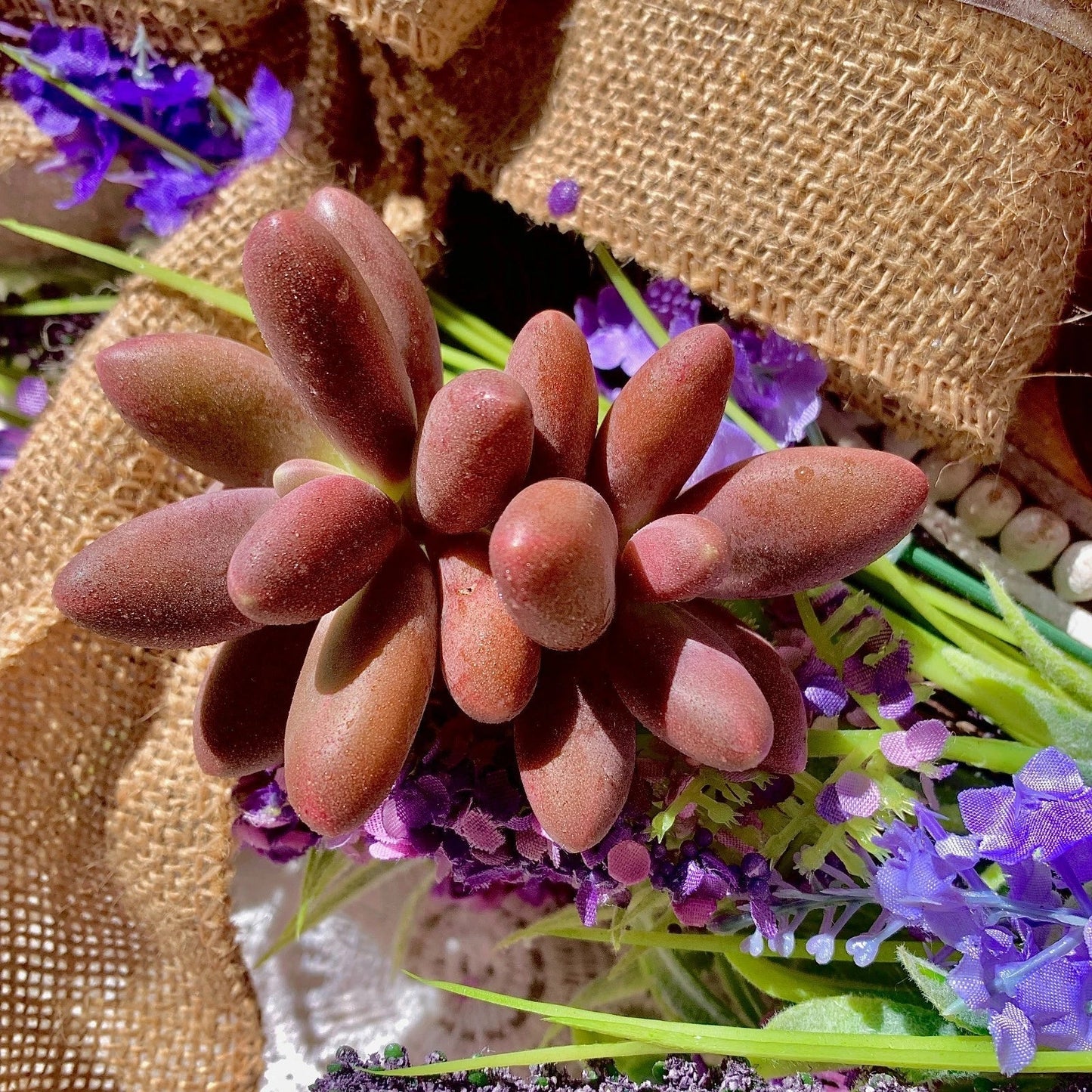 Rare Live Pachyphytum Captain Jessop Succulent Bare Root Plant – Drought-Tolerant Decor, Unique Wedding Favors, Low Maintenance, Rosette Shape