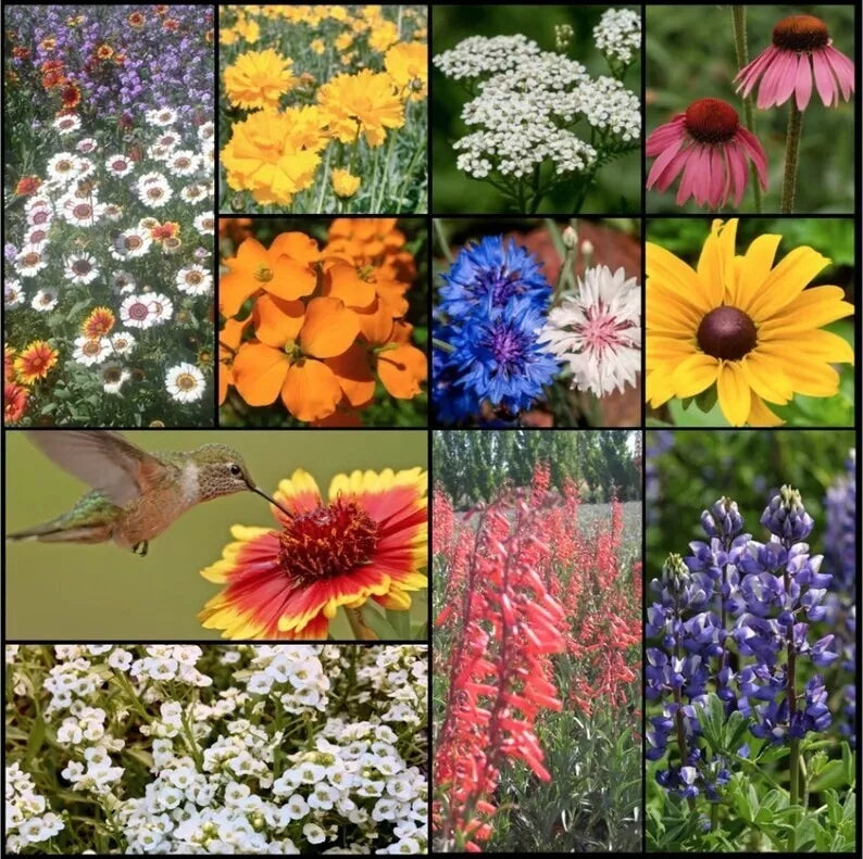 Wildflower Seed Mix - 500+ Pollinator-Friendly Perennials & Annuals for Gardens & Meadows - Non-GMO, Easy to Grow