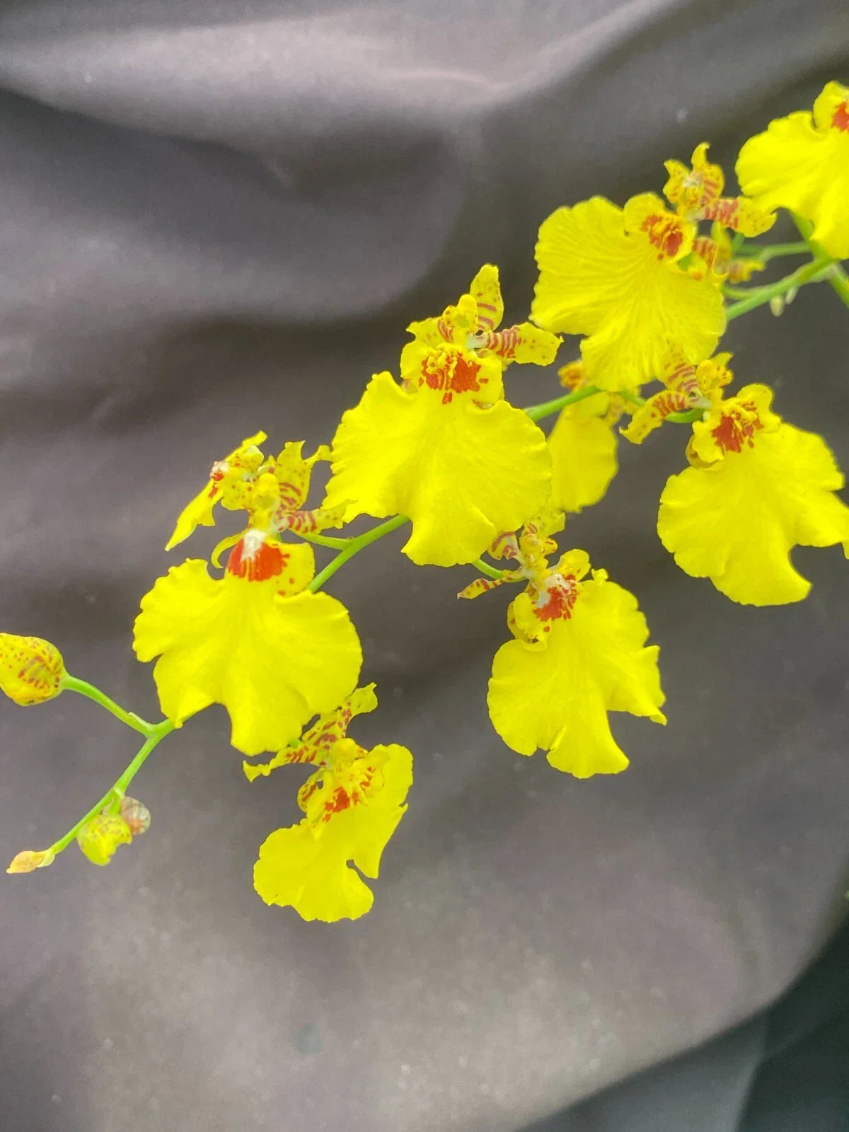 Dancing Lady Orchid Plant 2.5" Pot Oncidesa Gower Ramsey Rare Houseplant, Exotic Indoor Orchid, Vibrant Blooms