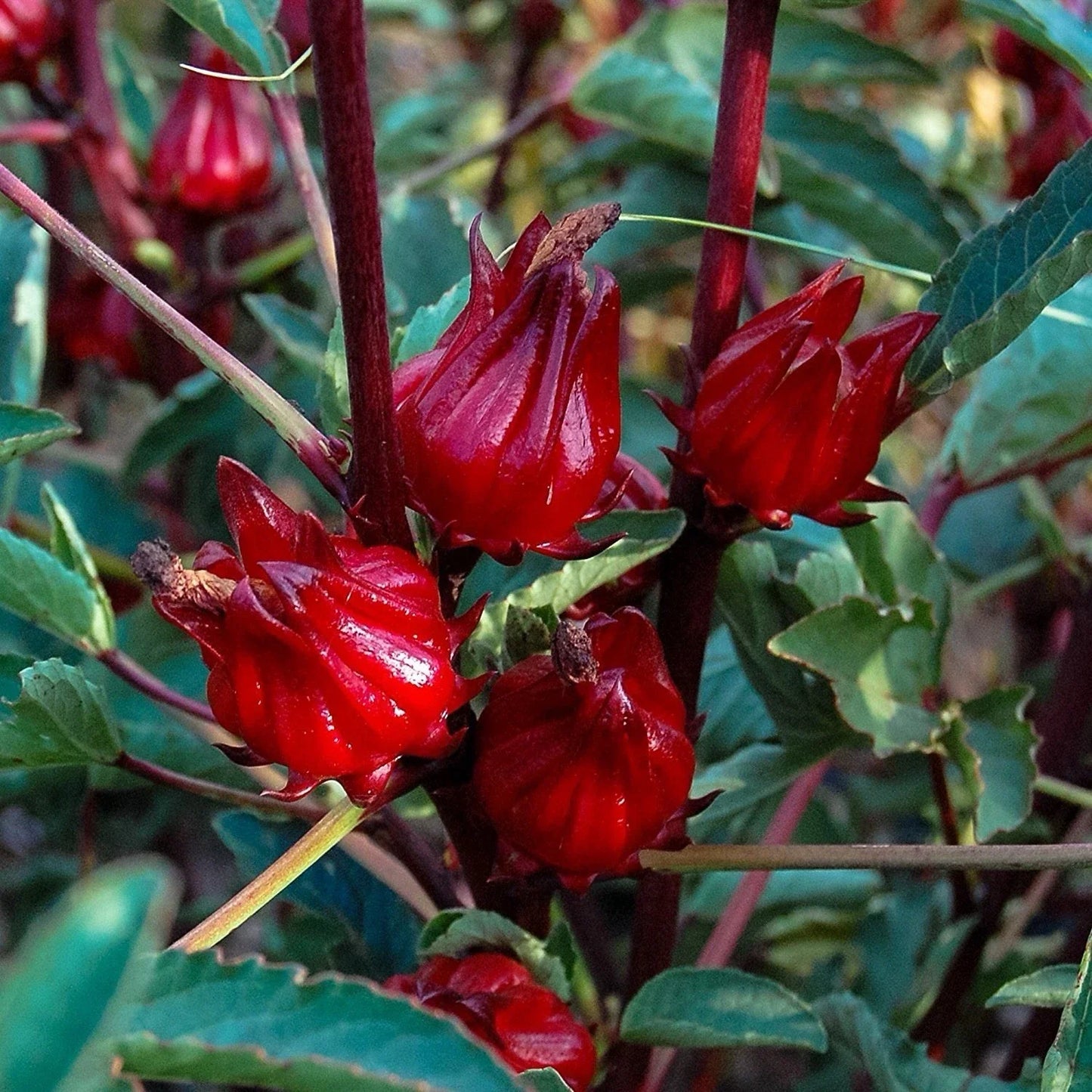 Hibiscus Plant – Roselle Red Sorrel – Jamaica Sorrel – Florida Cranberry – Hibiscus sabdariffa, Edible Red Calyces