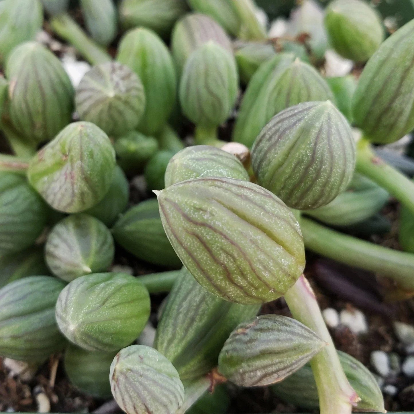 String of Watermelon Plant – 4-Inch Pot – Senecio herreianus – Live Succulent for Home Decor and Indoor Garden