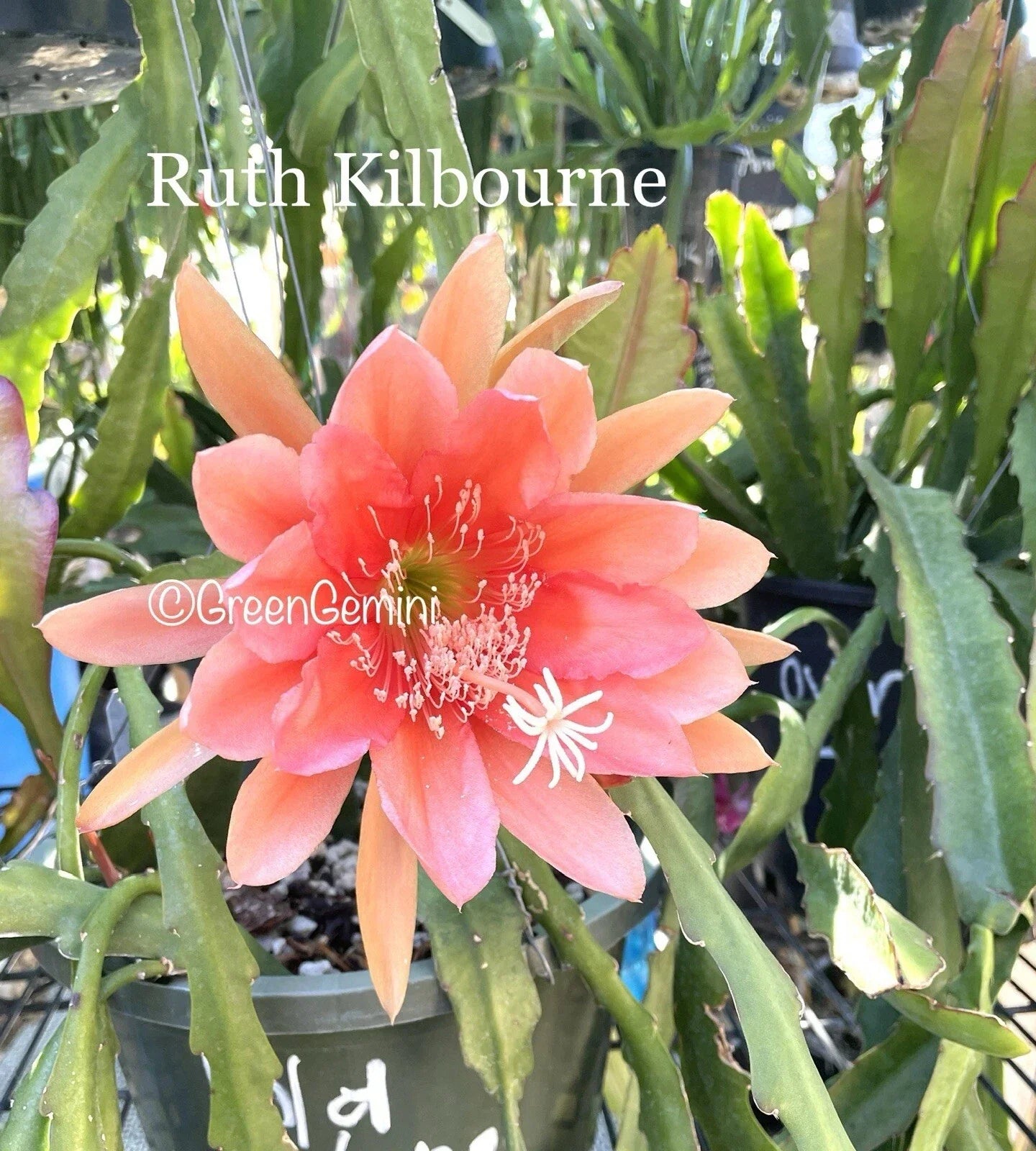 Epiphyllum Orchid Cactus Succulent Plant - Ruth Kilbourne Variety - Indoor/Outdoor Houseplant - Easy Care, Vibrant Blooms
