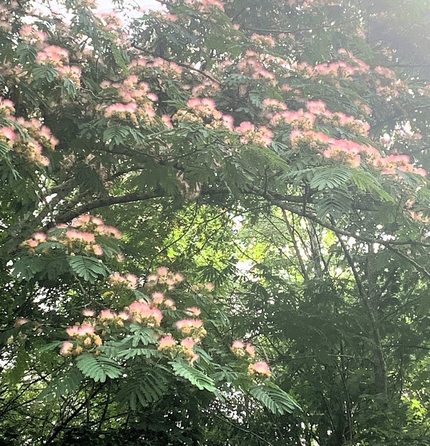 Pink Mimosa Cuttings 8-10 inches, Albizia Julibrissin, Vibrant Pink Flowers, Persian Silk Tree for Gardening and Landscaping, Qty 5