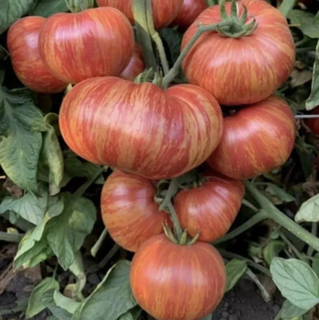 Vintage Beefsteak Tomato Seeds - 120+ Heirloom Wine Striped Solanum lycopersicum for Home Gardening