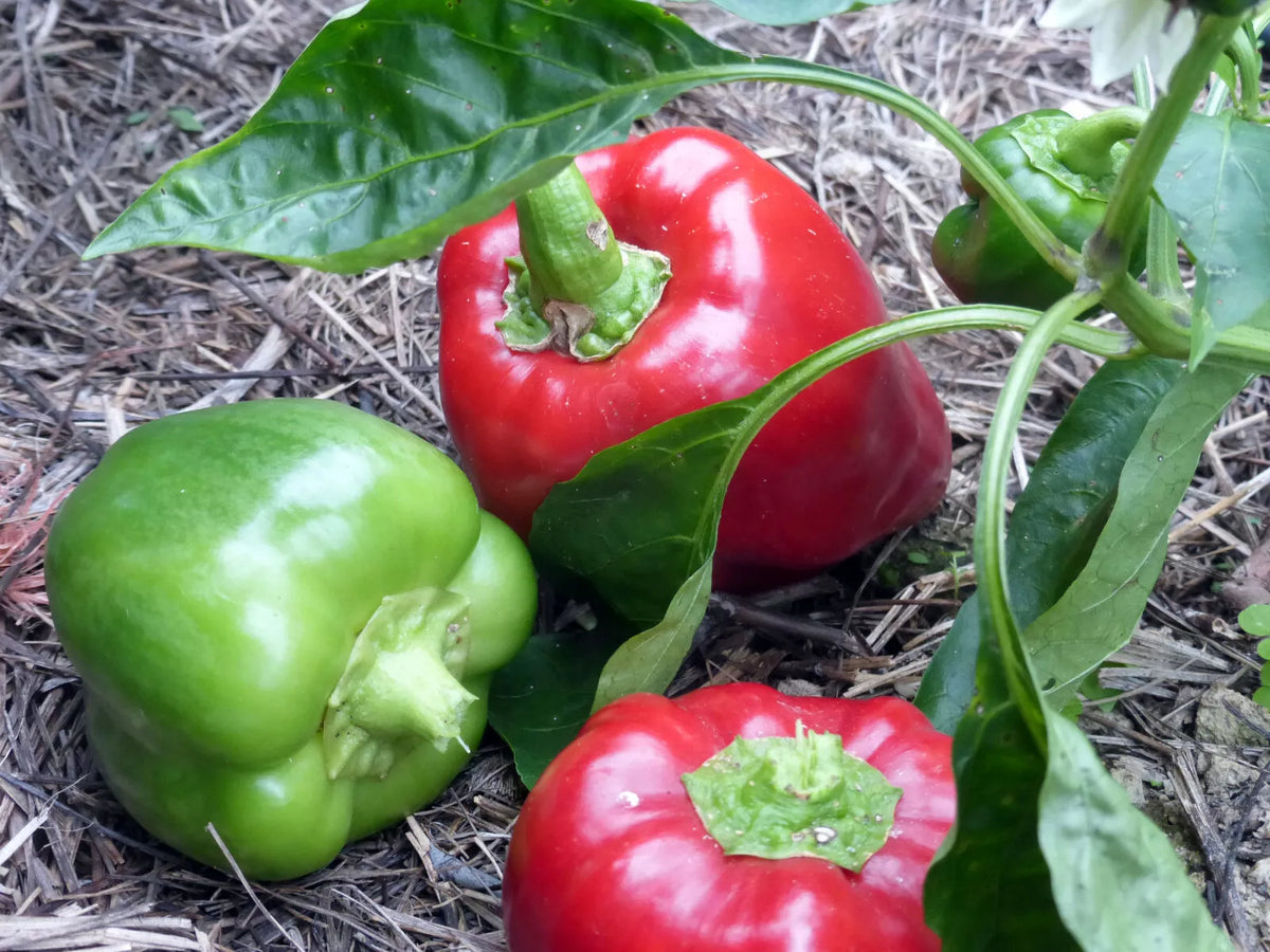 Sweet Pepper Seeds Set of 100 Keystone Resistant Giant Capsicum annuum - Large, Sweet, Disease Resistant, Ideal for Gardens