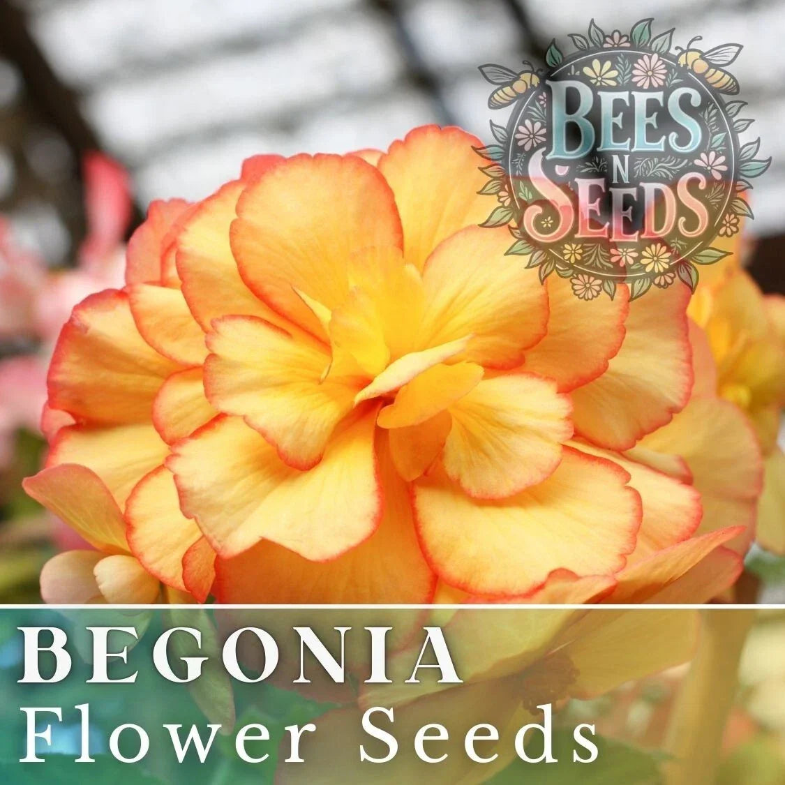 Radiant Opal Begonia Seeds - Non-GMO Flower Seeds for Indoor & Garden, Begonia x tuberhybrida, 45 or 125 Seeds