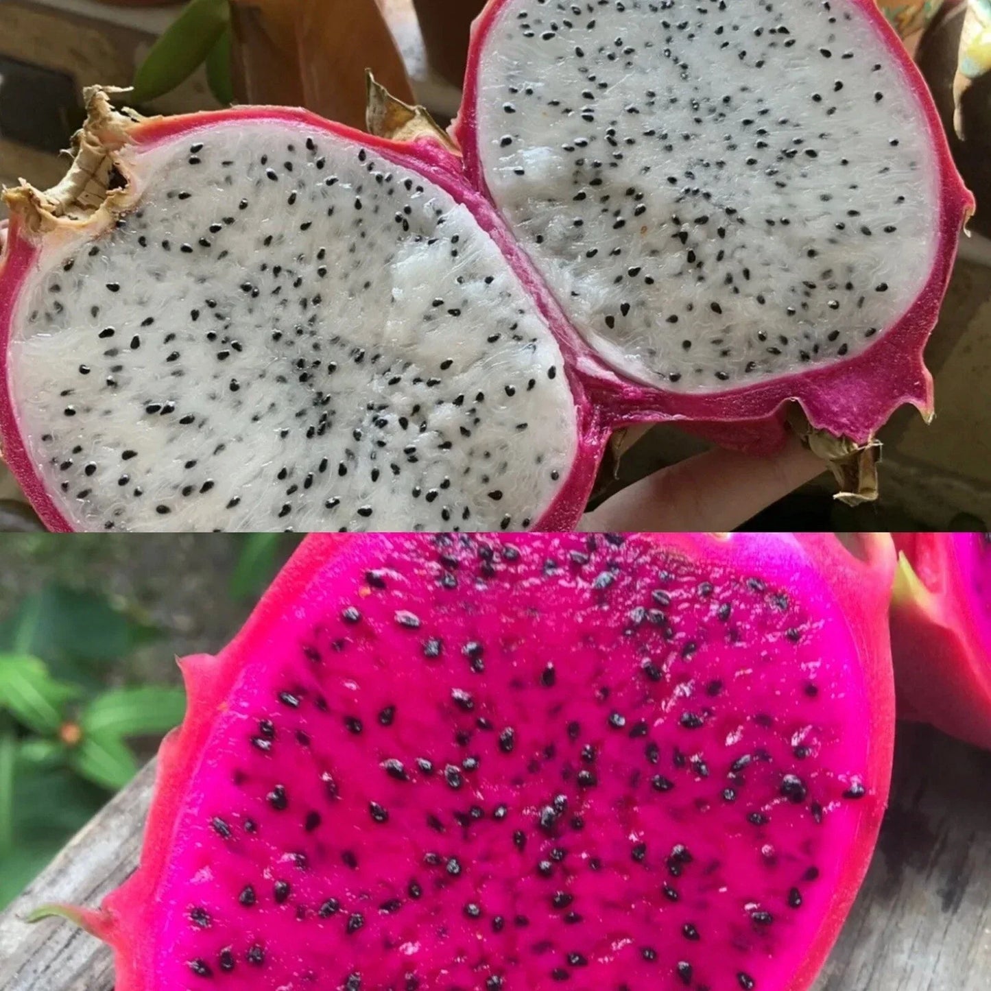 Dragon Fruit Seeds Pack of 200 – White & Red Pitaya Seeds for Hylocereus Undatus Cactus Growing