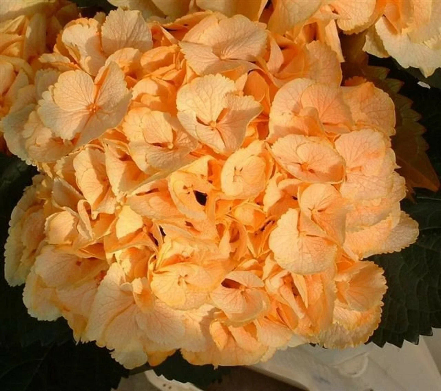 Yellow Hydrangea Seeds - Perennial Bush, Hydrangea macrophylla, Hardy Flower Seeds for Garden, Full Sun to Partial Shade, 5 Pack