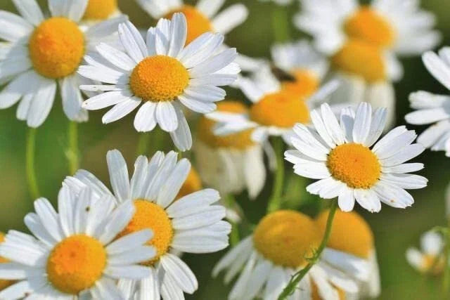 Roman Chamomile Seeds 500 Count - Organic Anthemis nobilis - Herbal Garden Seeds for Planting, Fragrant Flowering Herb