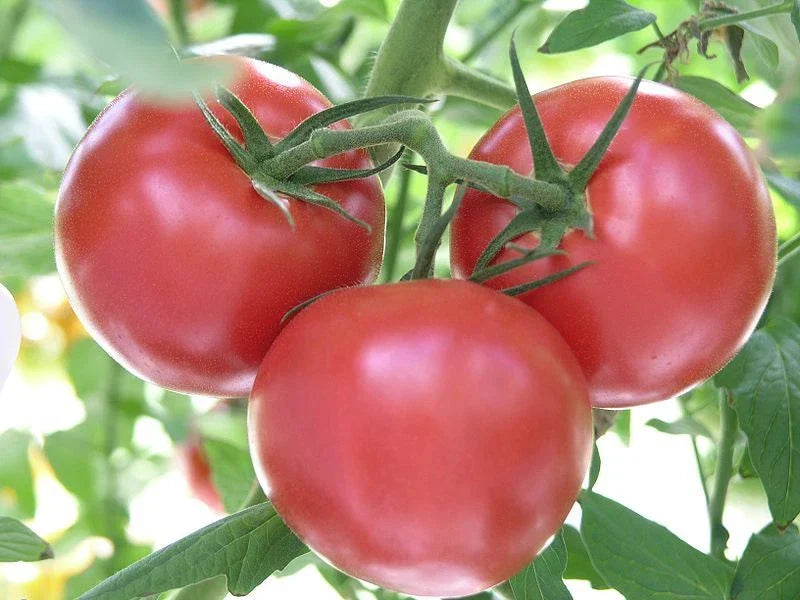 Rutgers Tomato Seeds - Non-GMO Jersey Variety for Home Gardens and Containers - Solanum lycopersicum, 30 Seeds