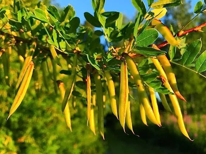 Siberian Peashrub Seeds for Planting – Caragana arborescens – Attractive Bush with Yellow Flowers – 30 Seeds