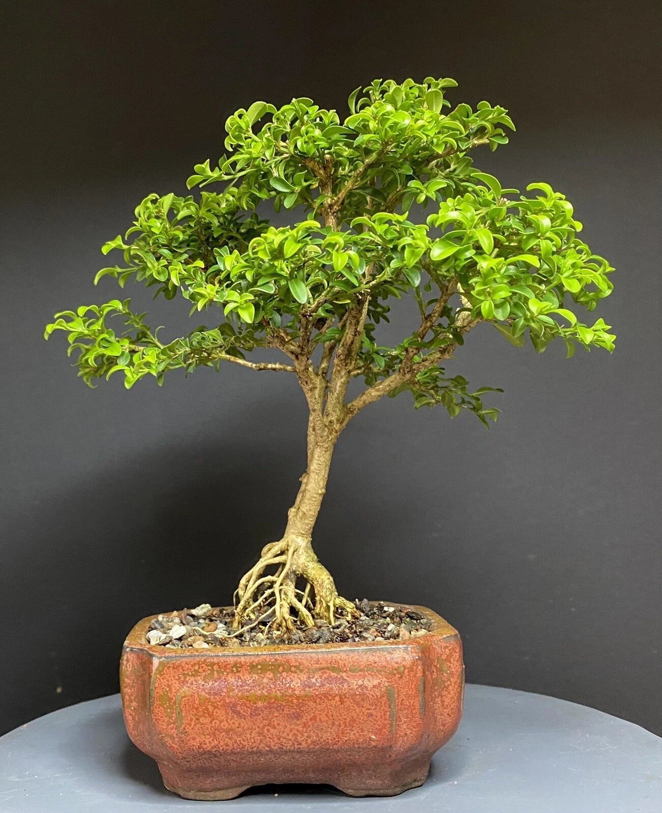 Bonsai Tree 9-Inch Kingsville Boxwood in Chinese Glazed Pot – 12-Year-Old Indoor Decorative Plant