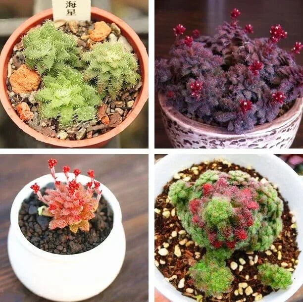 Rare Crassula Seeds Pack – 100 Mixed Succulent Varieties for Indoor & Outdoor Gardening