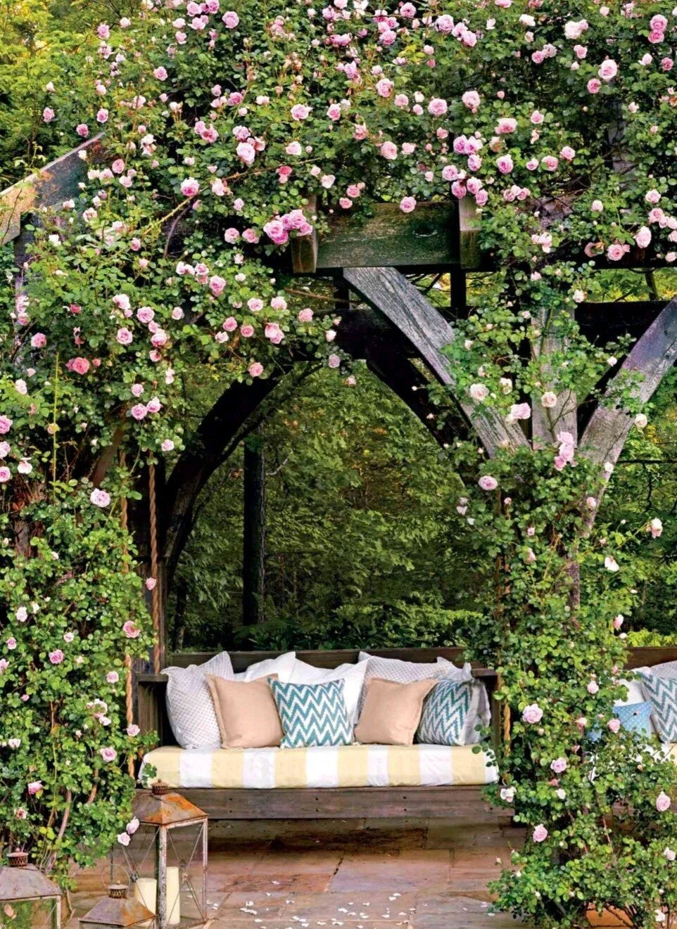 Wild Pink Climbing Rose Plant Bare Root Rosa 'Wild Pink' Climbing Rose for Garden, Fence, Trellis