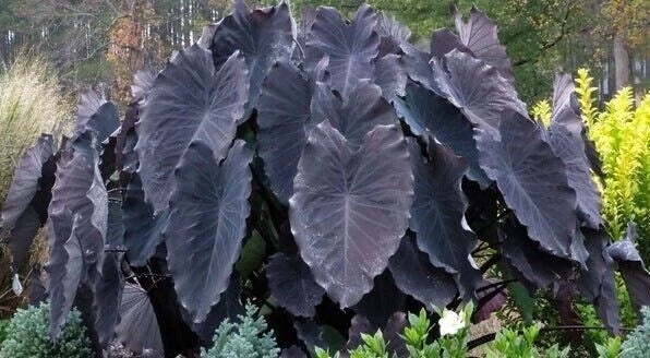 Black Ruffles Elephant Ear Plant - Small Rooted Starter - Colocasia esculenta with Dark Ruffled Foliage for Indoor & Outdoor Gardens