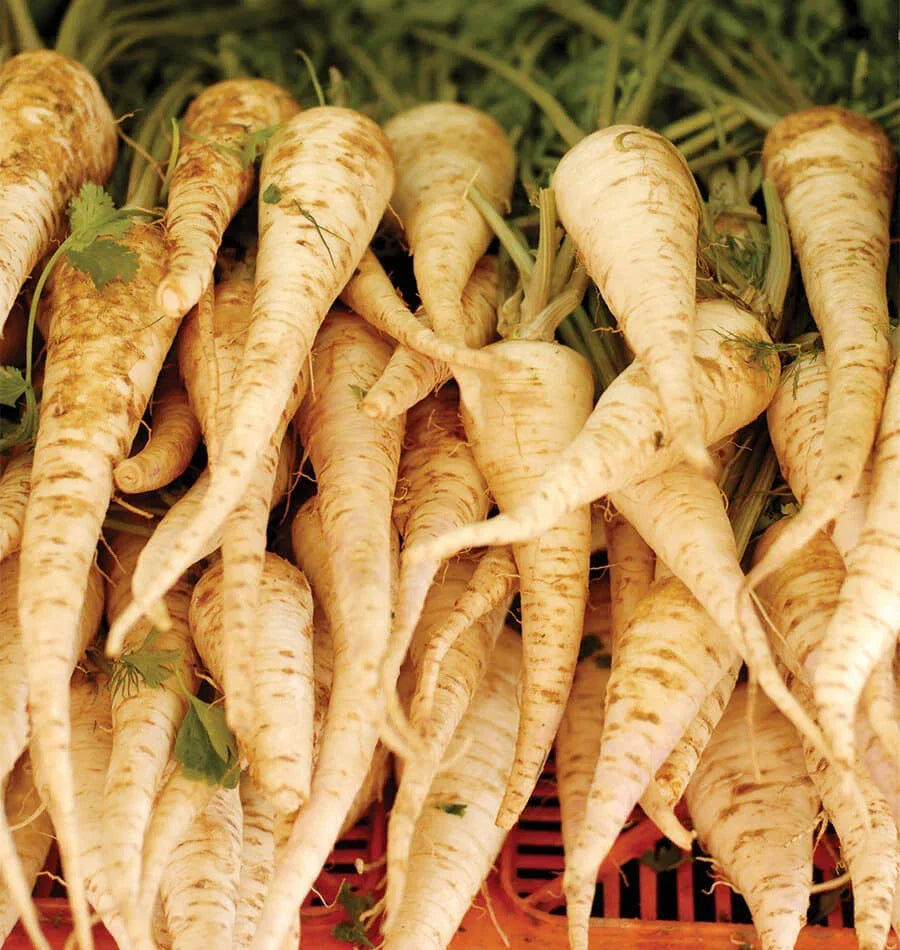 Parsnip Seeds - Early Harris Model, Fall Garden, Pastinaca sativa, Heirloom, Non-GMO, 200 Seeds