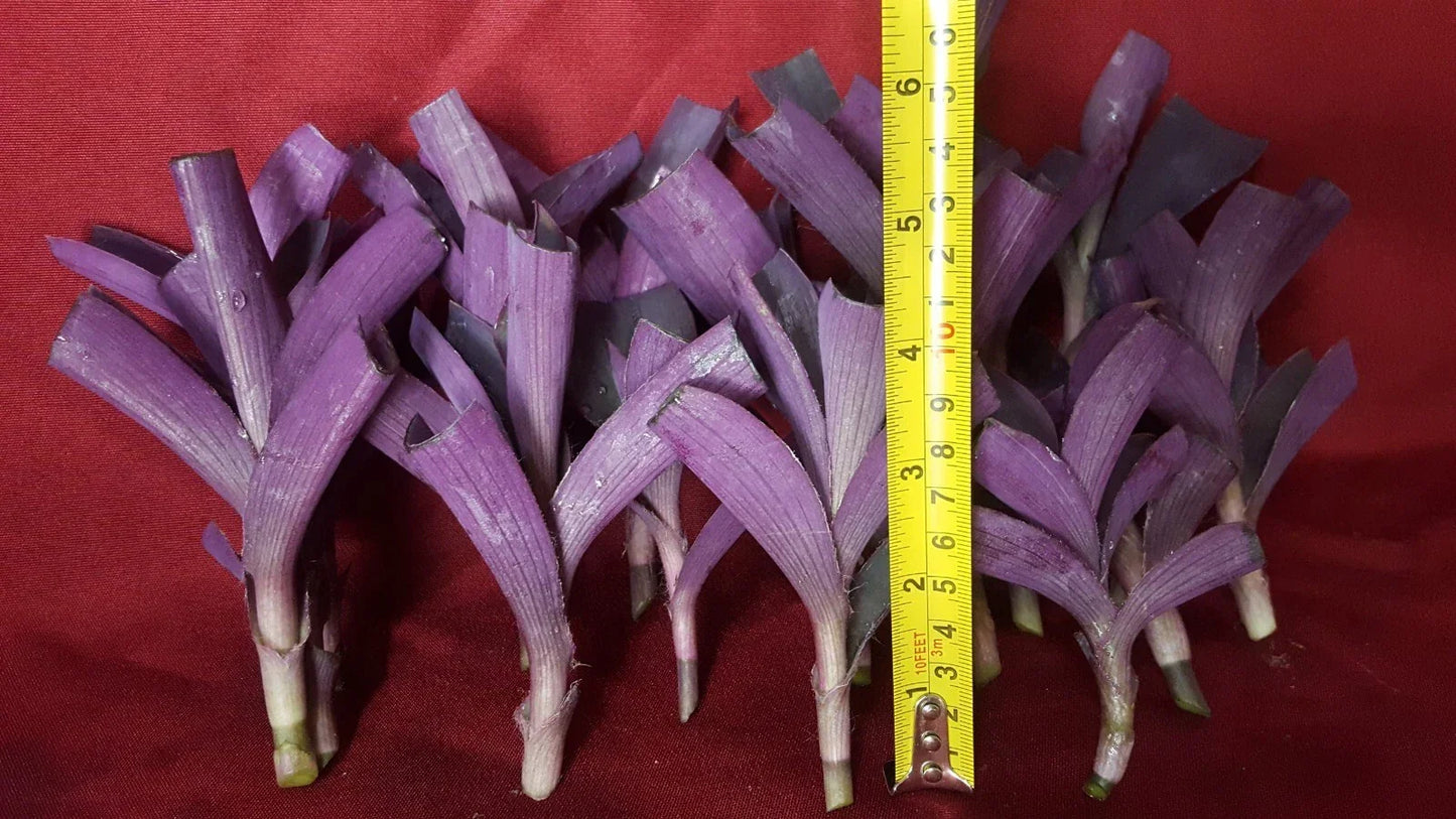 Purple Heart Wandering Jew Cuttings - 17 Pcs Live Plant for Rooting - Tradescantia pallida - Trailing, Purple Foliage