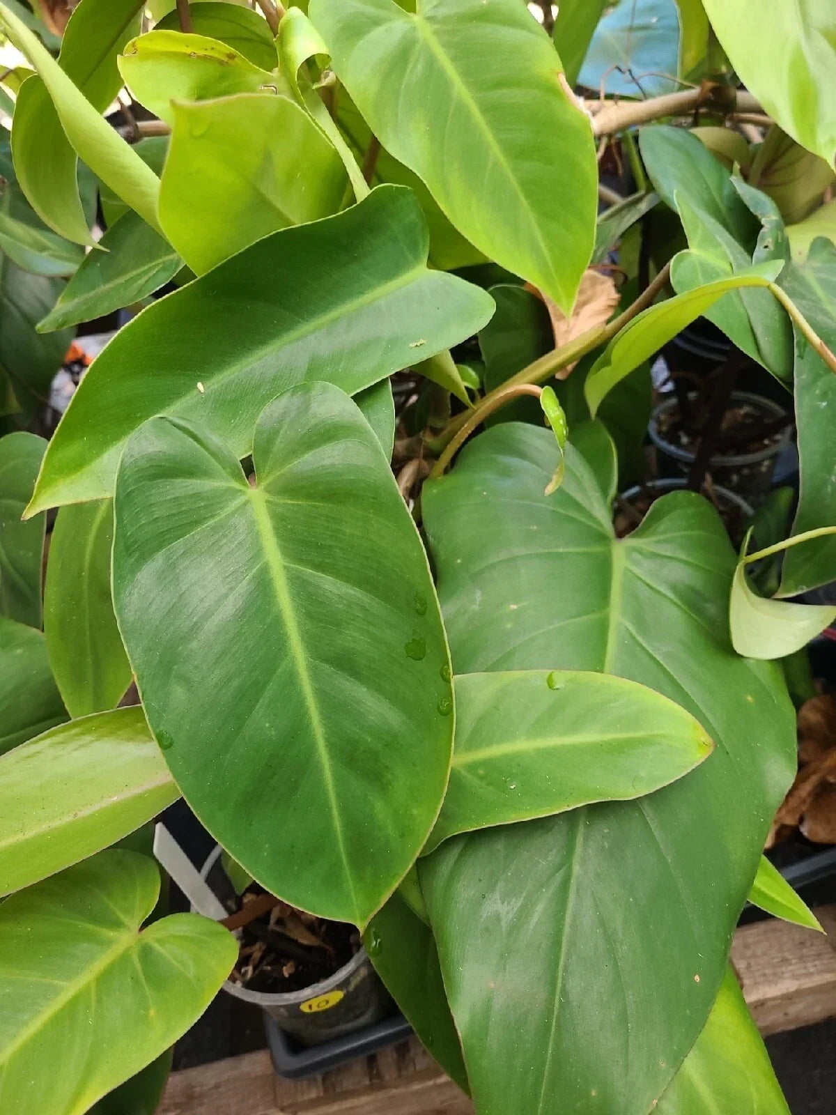 Philodendron Cutting 7-10 Inches Green Emerald Indoor Houseplant, Philodendron 'Emerald' Fresh Plant for Home Decor